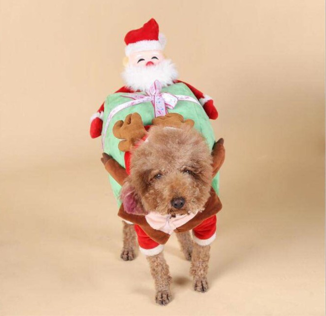Pet Costume for Christmas